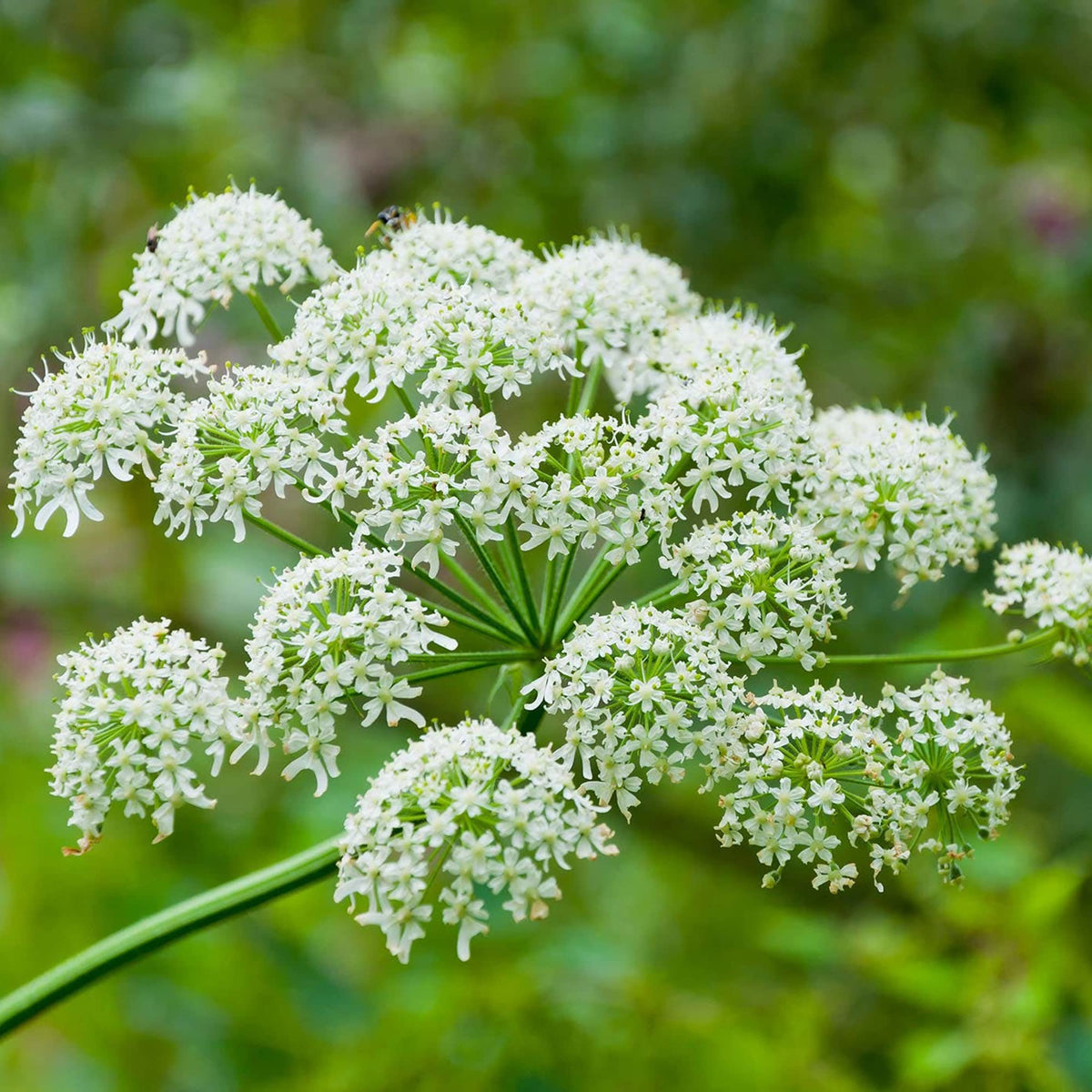 White Anne's Flower seeds for Planting Wildflower Mix Heirloom & GMO Free Seeds for Home Garden
Sale seeds for home garden planting