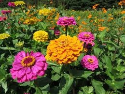 California Giant Zinnia Seeds for Planting – Heirloom, Non-GMO, Large Blooms