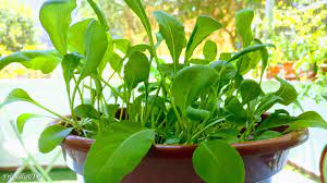 Bases pour jardiniers, graines de roquette