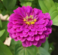 Purple Prince Zinnia Seeds for Planting – Heirloom, Non-GMO, Easy to Grow, Annual