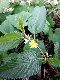 KVITER Molokhia Jute Leaves Seeds