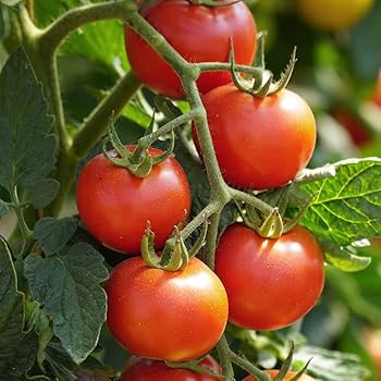 Italian Roma Tomato Seeds