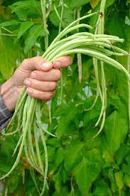 Graines de haricot à rames longues d'asperge orientale Snake