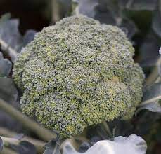 Semi di broccoli Gardeners Basics