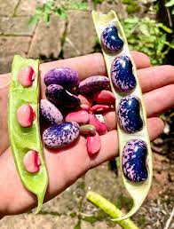 Heirloom Scarlet Runner Beans Seeds