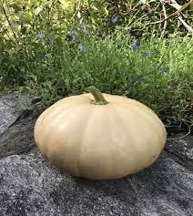 Long Island Cheese Squash Seeds