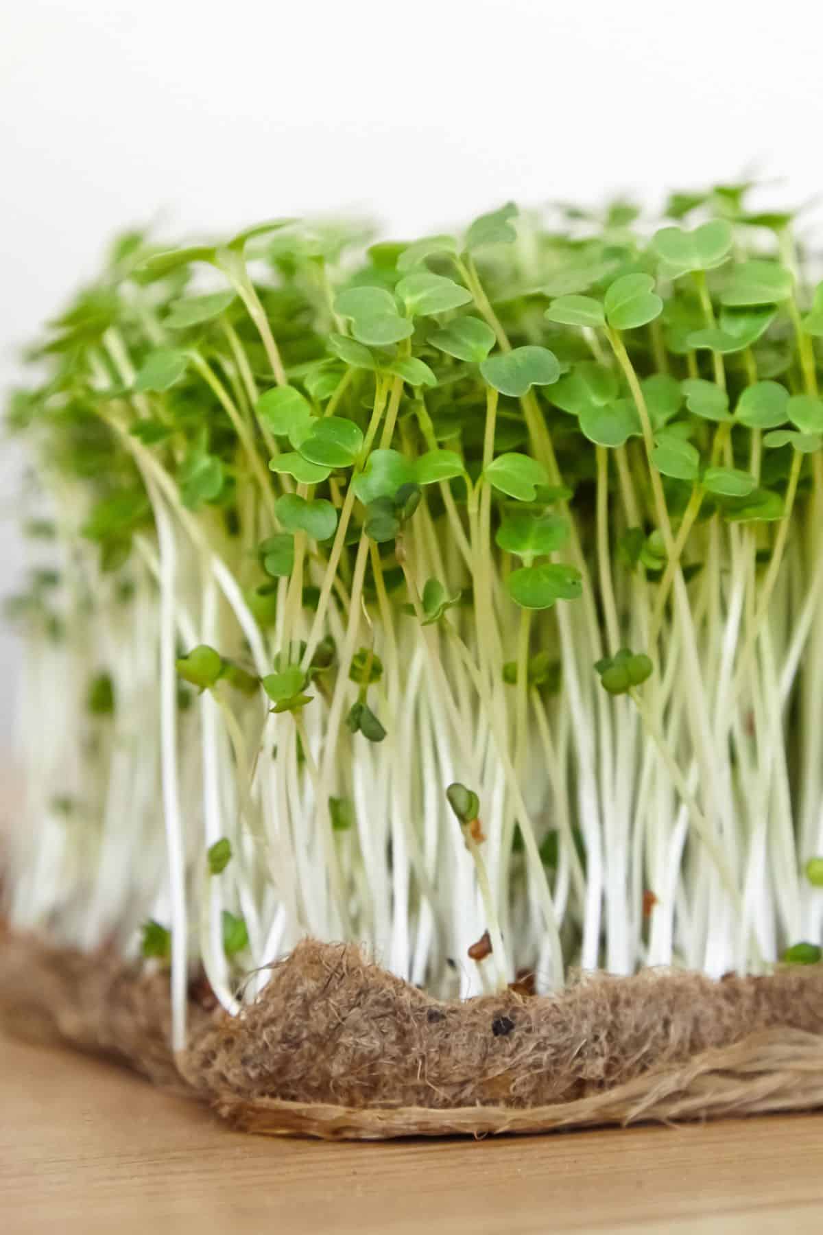 Semi di rucola Semi per microgreens Non-OGM