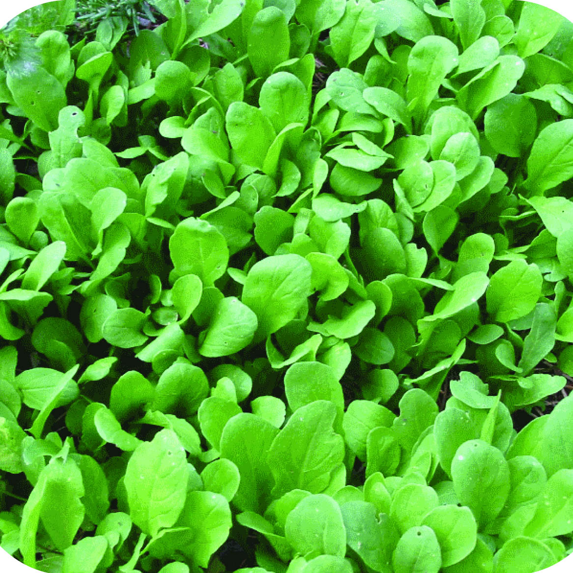 Semi di rucola – Perfetti per insalate, condimenti per pizza e panini