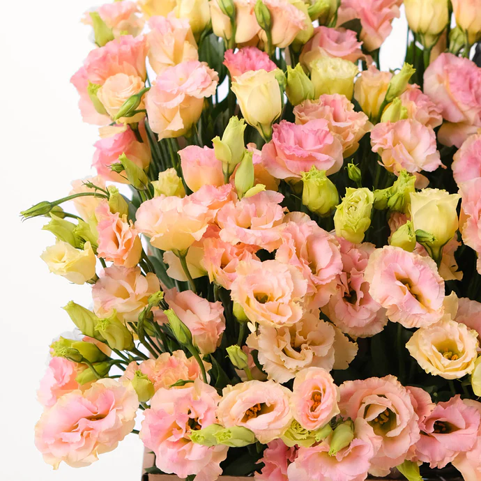 Graines de fleur Lisianthus pêcher pour plantation Croissance compacte Graines patrimoniales et sans OGM pour jardin domestique
Vente