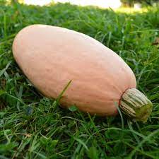 Semi di zucca invernale Banana Rosa