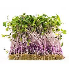 Bulk Salad Mix Microgreens Seeds