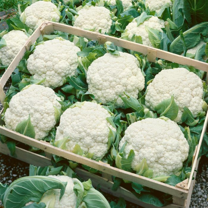 Cold-Hardy White Heads Igloo Cauliflower Seeds