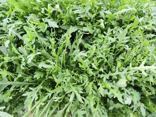 „Astro“ Rucola Samen