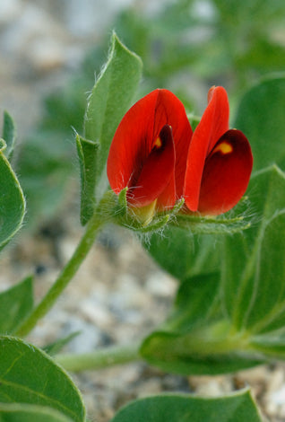 "Asparagus Pea Seeds for Planting – Delicious, Nutritious & Easy-to-Grow Garden Favorite"