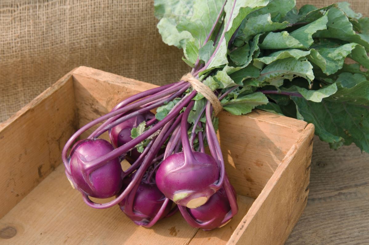 Kolibri F1 Hybrid Kohlrabi Seeds