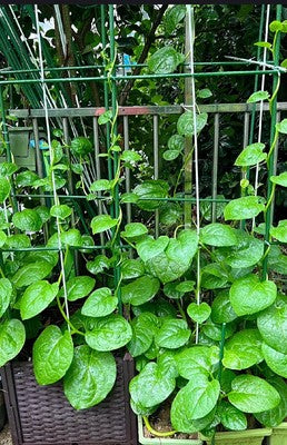 Malabar Spinach Green Stem Seeds