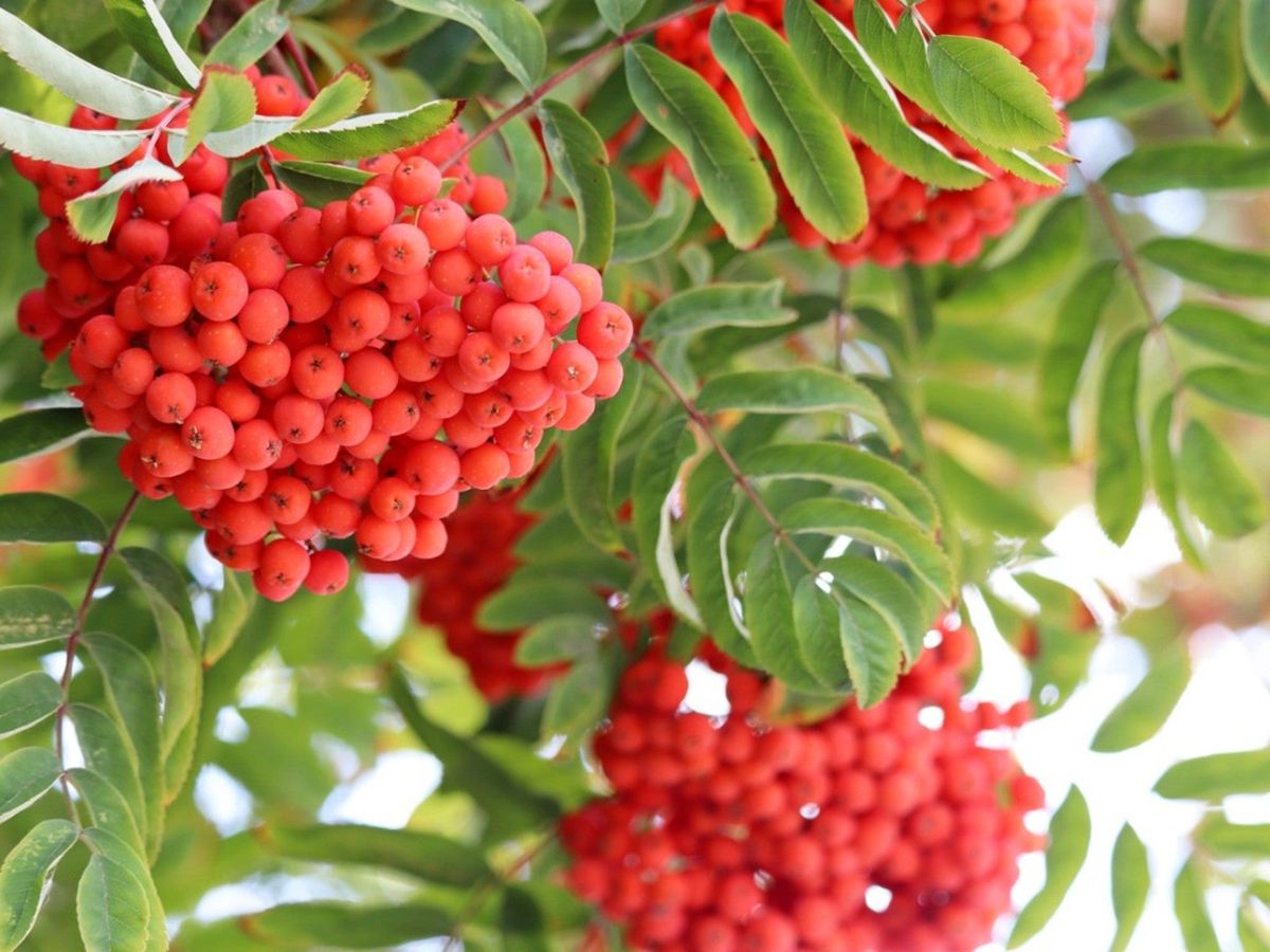 Rowan Mountain Ash Tree Seeds
