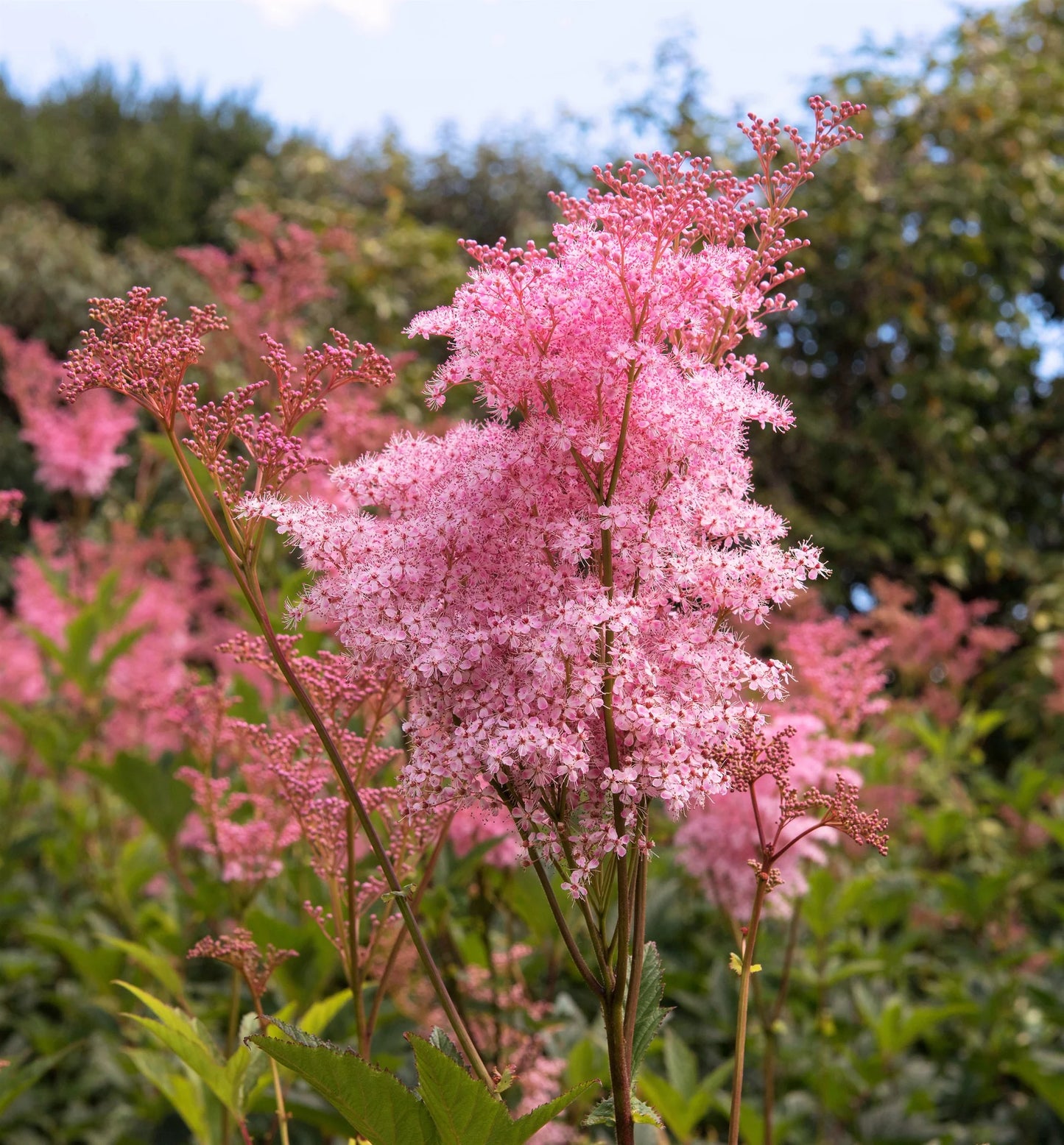 Queen of The Prairie Flower Seeds