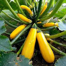 Zucchini-Kürbis-Samen - Golden