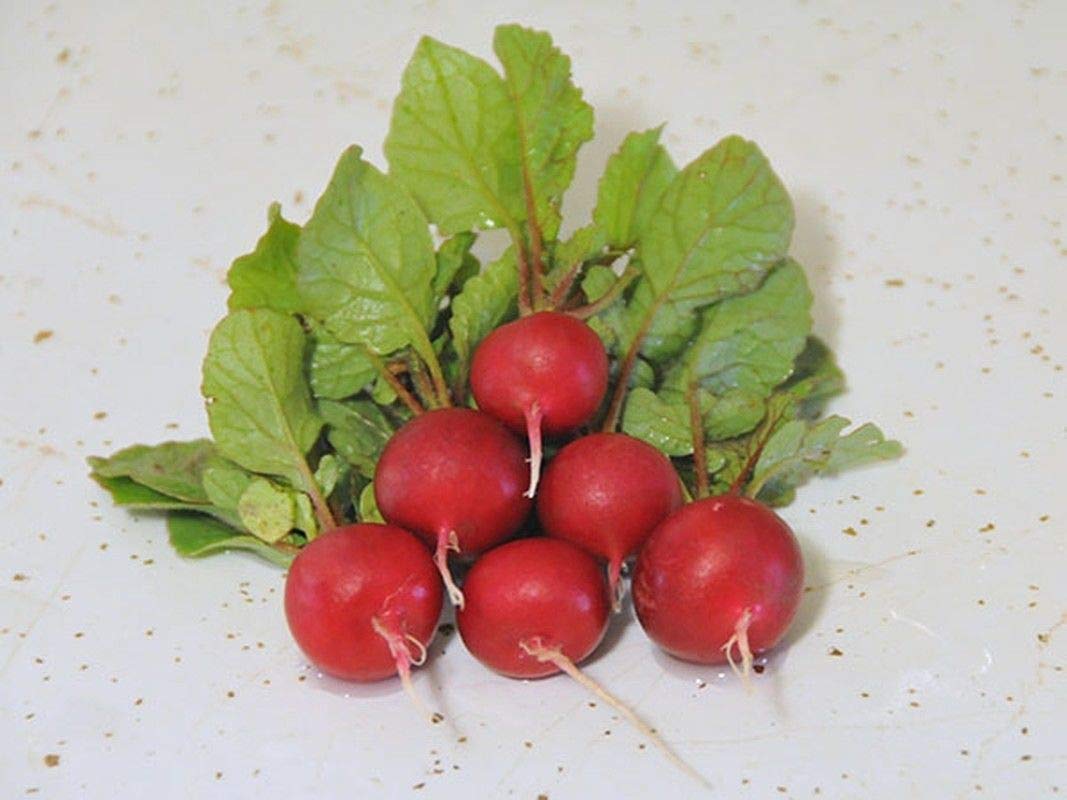 Red Round Radish Seeds for Garden