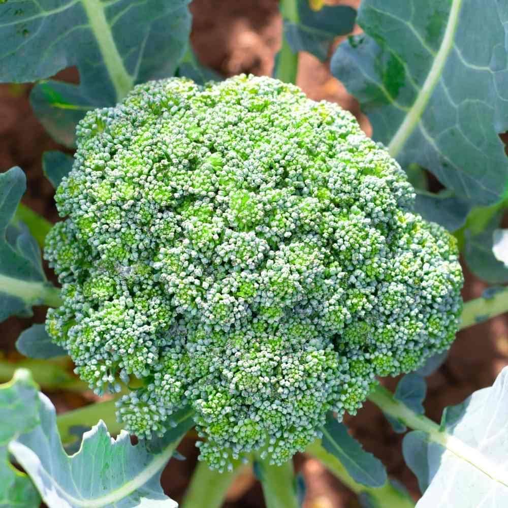 Broccoli Seeds – Organic, Suitable for Indoor & Outdoor