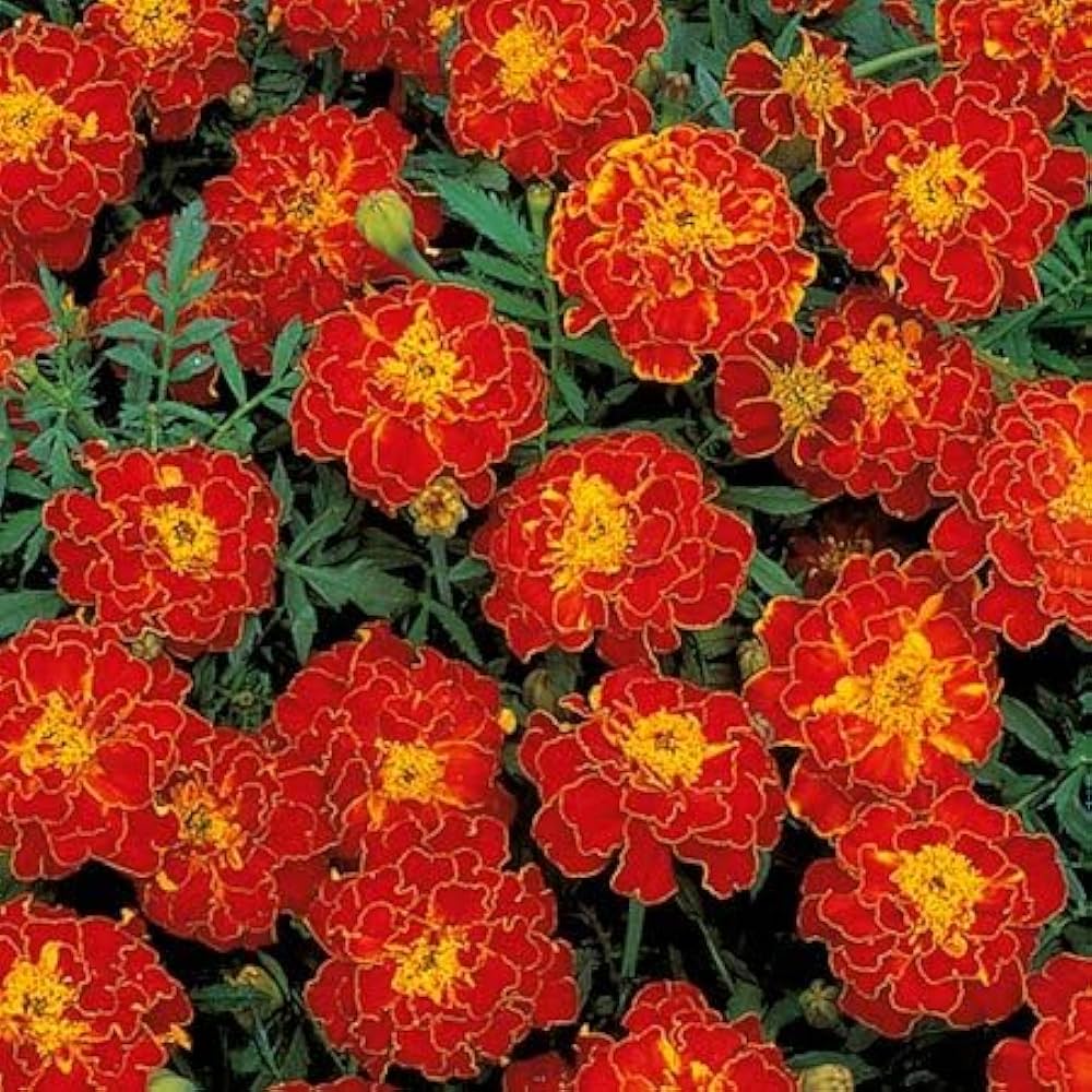 African Marigold Seeds for planting Red