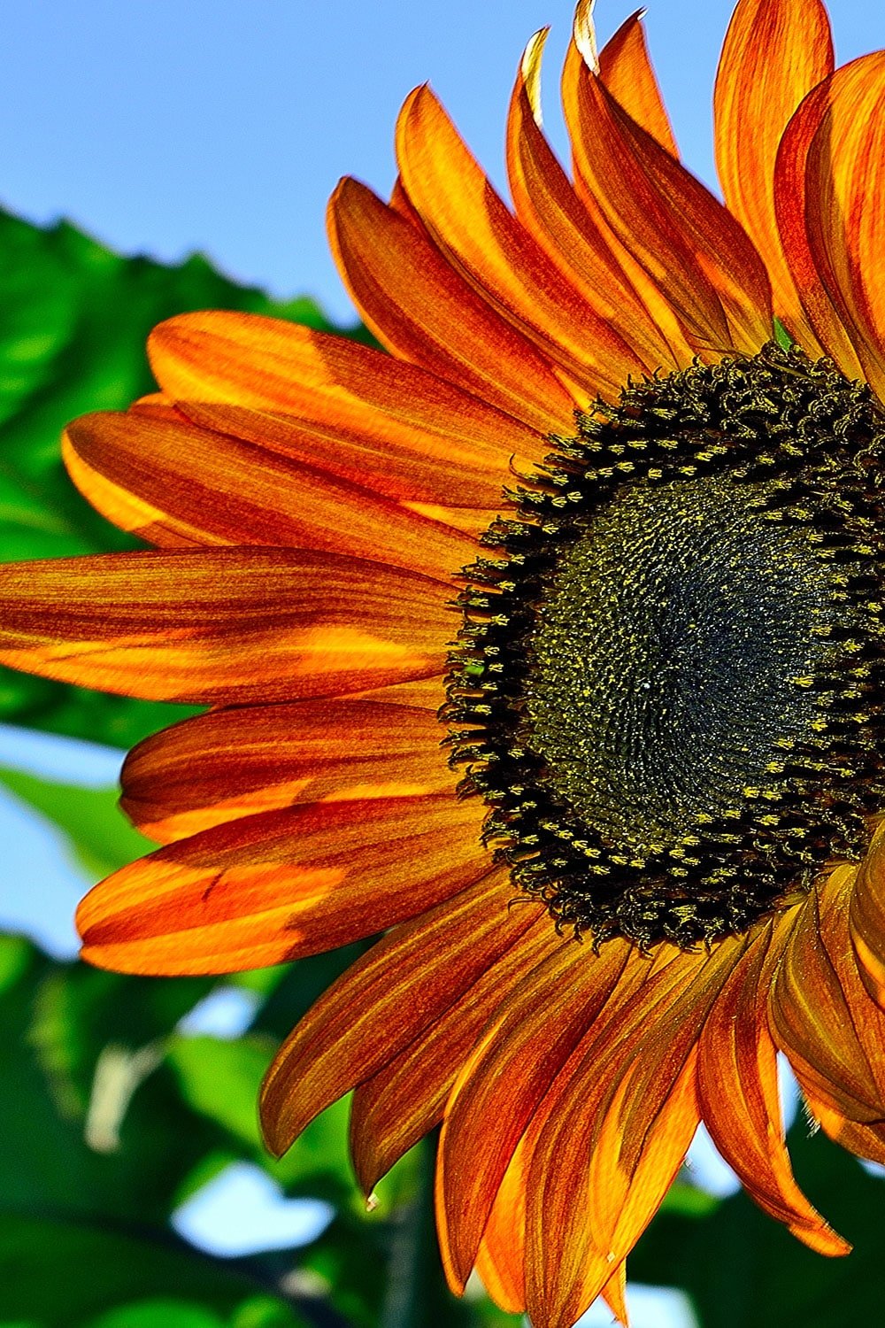 Sunflower Seeds Mix colors