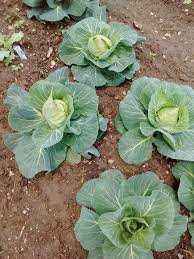 cabbage seeds for Indoor and Outdoor