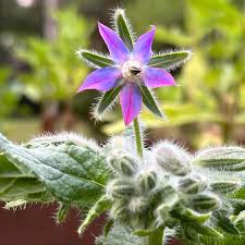 Borage Flower Seeds – Pink for Planting
