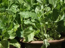 Home Garden Spinach Seeds – Non-GMO