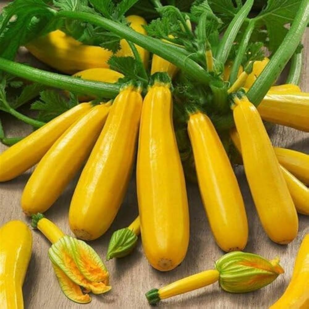 Zucchini-Kürbis-Samen - Golden