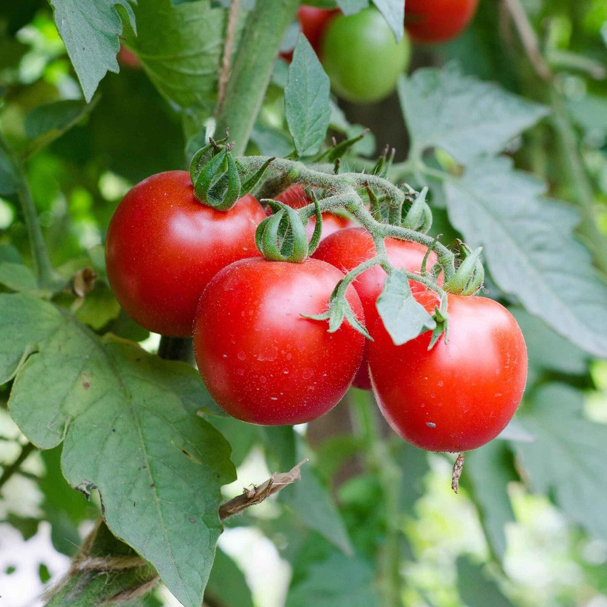 Graines de tomate cerise grandes rouges pour plantation