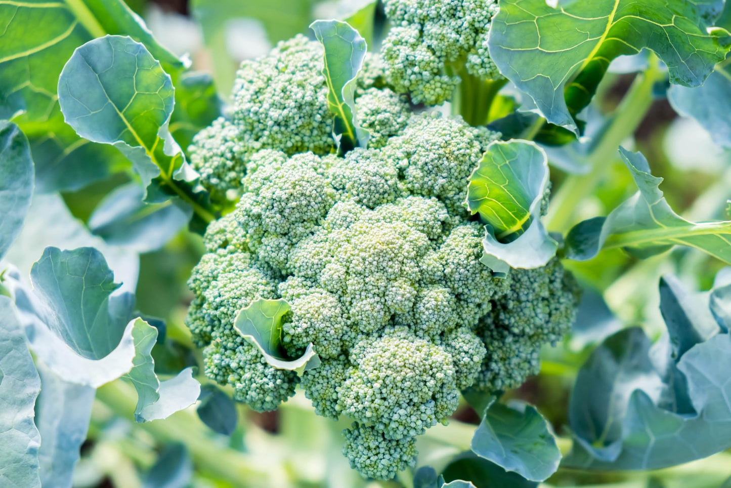 Broccoli Seeds – Organic, Suitable for Indoor & Outdoor