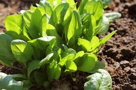Home Garden Spinach Seeds – Non-GMO