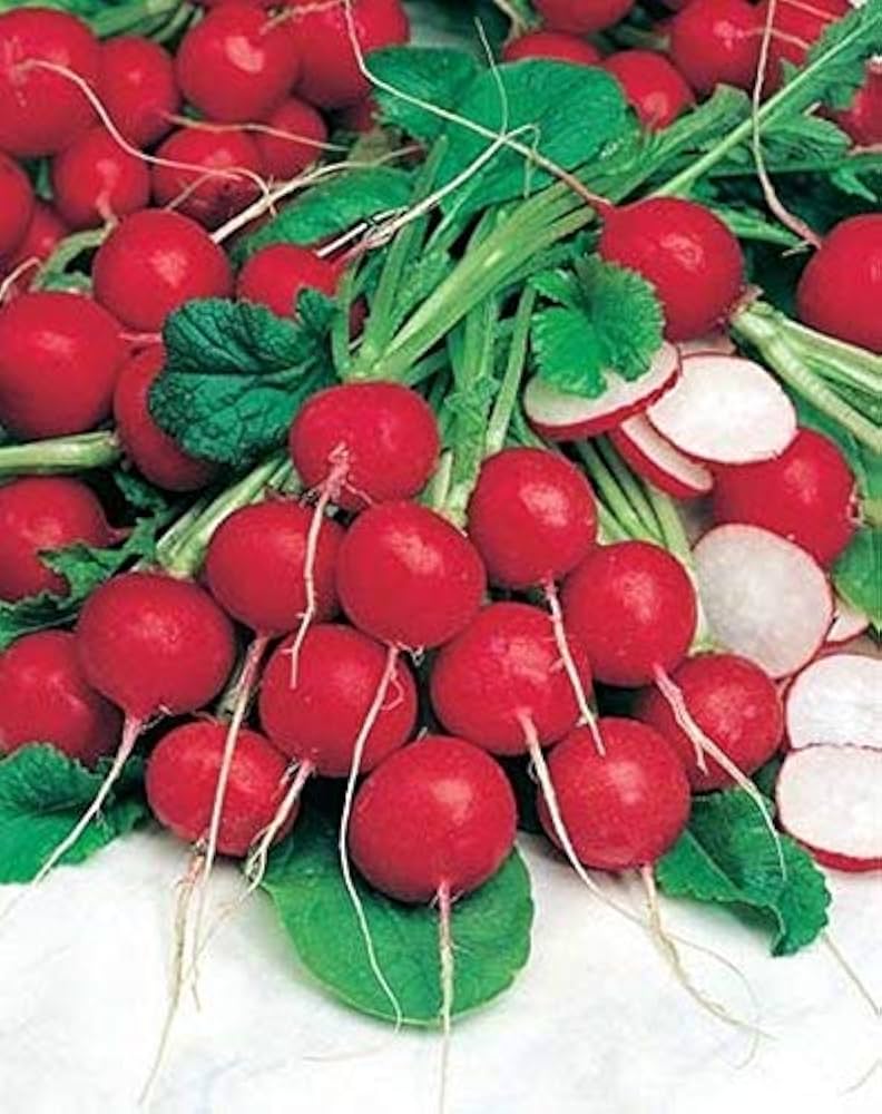 Red Round Radish Seeds for Garden