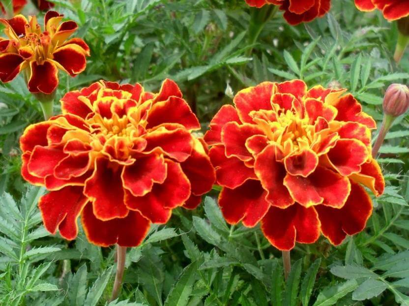 African Marigold Seeds for planting Red