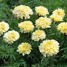 African Marigold Seeds creme color