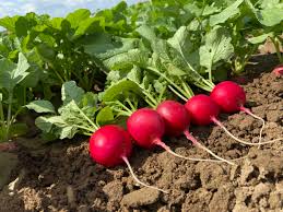 Red Round Radish Seeds for Garden