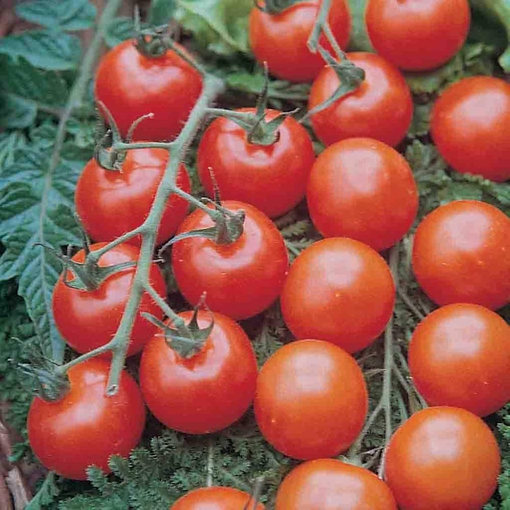 Graines de tomate cerise grandes rouges pour plantation