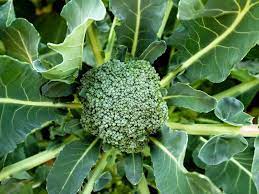 Broccoli Seeds – Organic, Suitable for Indoor & Outdoor