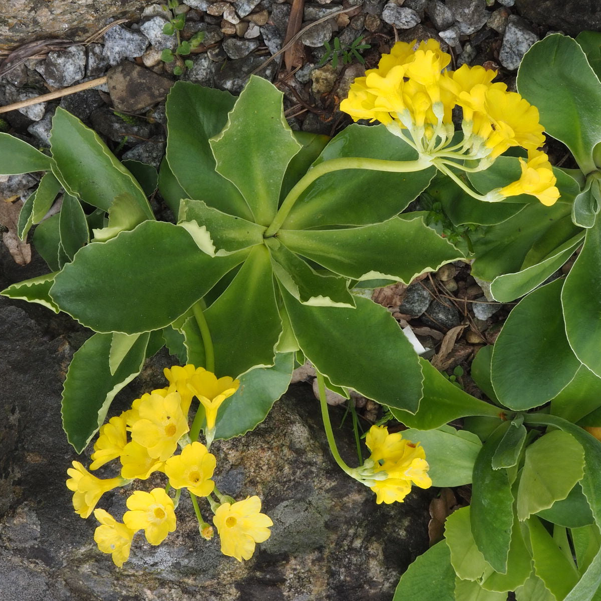 Primula Auricula Flower Seeds