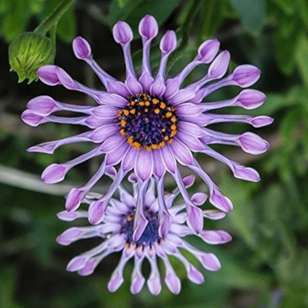 Blue Daisy Flower Seeds