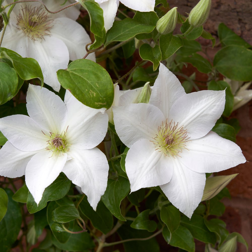 White Clematis Flower Seeds