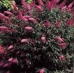 Maroon Buddleia Flower seeds for Planting - Compact Growth, Heirloom & GMO Free Seeds for Home Garden
Sale for planting in home garden