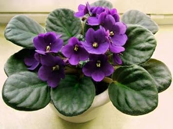 African Violet Flower seeds for Planting - Easy to Grow, Heirloom & GMO Free Seeds for Home Garden
Sale for planting in home garden.