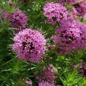 Pink Crossworts Flower seeds for Planting - Fragrant Blossoms, Heirloom & GMO Free Seeds for Home Garden
Sale for planting in home garden