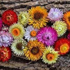 Heirloom StrawFlower seeds for Planting Sun Loving Heirloom & GMO Free Seeds for Home Garden
Sale for planting in home garden