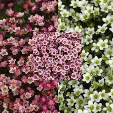 Heirloom Saxifraga Mossy Flower seeds for Planting Low Maintenance Heirloom & GMO Free Seeds for Home Garden
Sale for planting in home garden