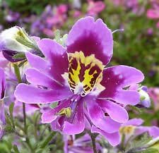 Purple Schizanthus Flower seeds for Planting - Drought Tolerant, Heirloom & GMO Free Seeds for Home Garden
Sale for planting in home garden.