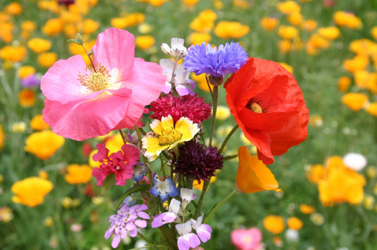 All in One Wildflower Bouquet Mix Seeds for Planting – Heirloom, Non-GMO, Pollinator-Friendly, Annual